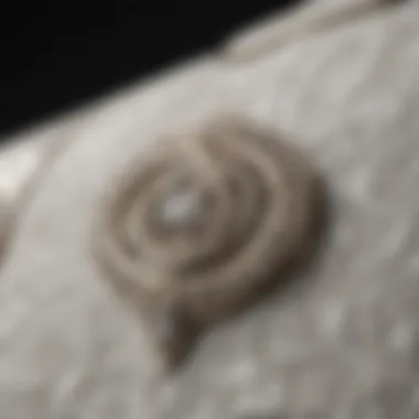 Intricate Detailing of the Gucci Diana Close-up view of the Gucci Diana's intricate detailing and craftsmanship